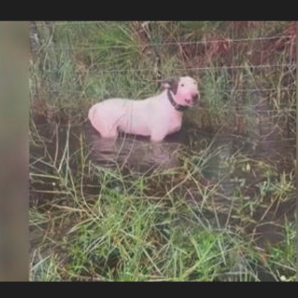 Полицай спаси куче оставено вързано за ограда край пътя в