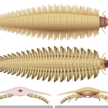 Главата на същество с размерите на кола което прилича на