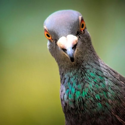 Полицията в Бенгалуру Индия е арестувала 38 годишния Манджунат известен още