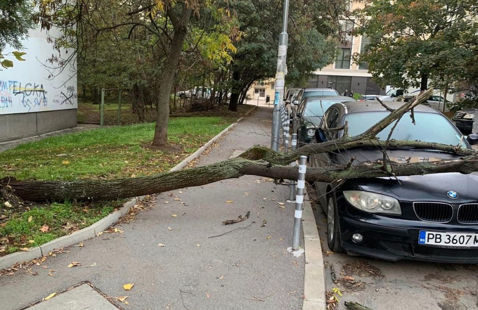 Дърво рухна върху кола в София СНИМКИ