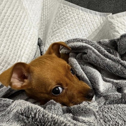 Малко кученце е намерено в торба край река в София