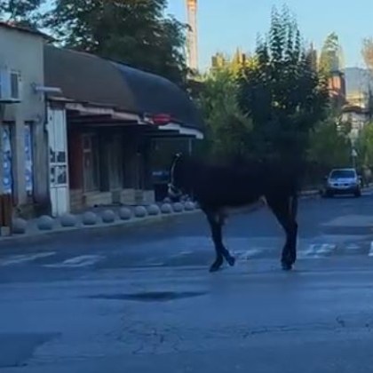 Любопитен гост се появи по улиците в родопски град Магаре спокойно