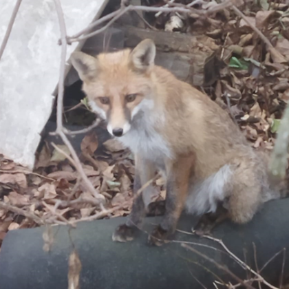 Лисиците са чести гости из улиците на София а срещите