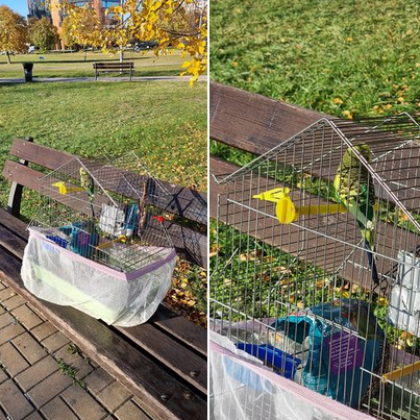 Папагал бе зарязах от стопанина си в столичен парк За