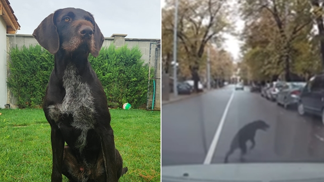 В Стара Загора се издирва изгубено куче от породата дратхаар,