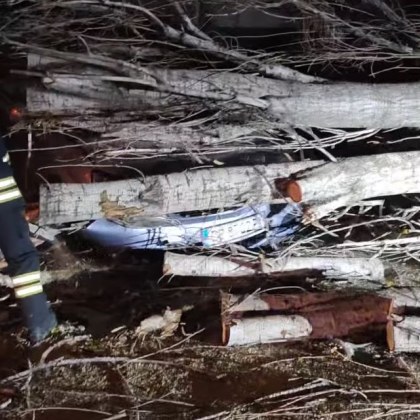 Лек автомобил беше премазан от паднало дърво в София Собственикът