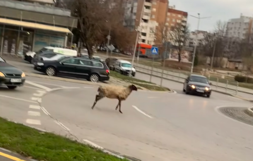 Блъснаха овца на кръгово, шофьорът я подгони в насрещното ВИДЕО