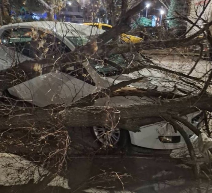 Голямо дърво се стовари върху кола в Русе СНИМКИ