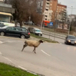 Блъснаха овца на кръгово, шофьорът я подгони в насрещното ВИДЕО