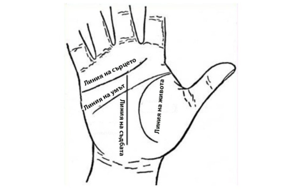 Четирите доминиращи линии на дланта ви и техните значения
