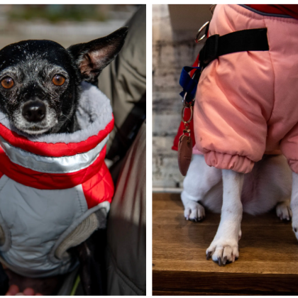 Когато дойдат студовете собствениците на домашни любимци се чудят как