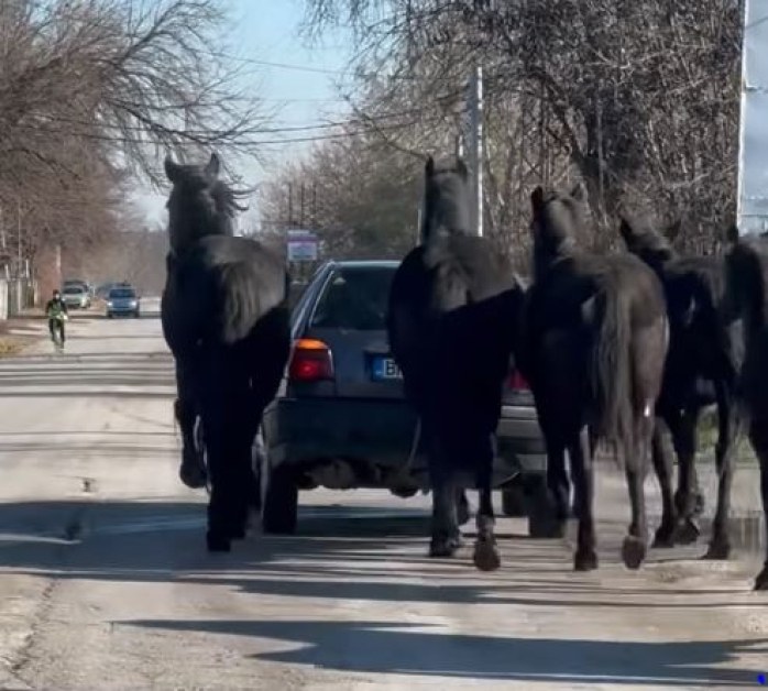 Като в Дивия запад: Стадо коне препускат след кола ВИДЕО+СНИМКИ