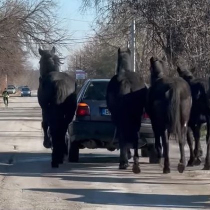 На гледка която е достойна за Дивия запад се натъкна