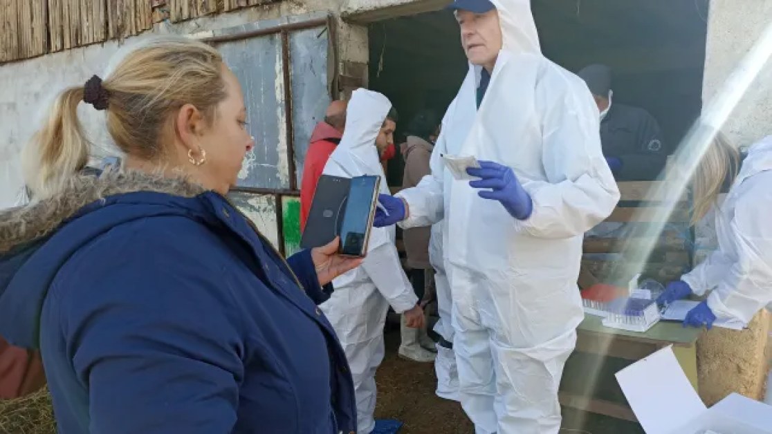 Въпреки напрежението, успяха да вземат проби от овце във Велинград