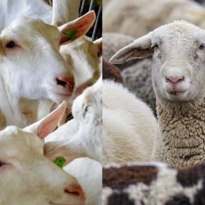 Откриха огнище на шарка по дребните преживни животни в сливенското