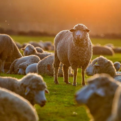 На 100 положителни са повторните проби които бяха взети от