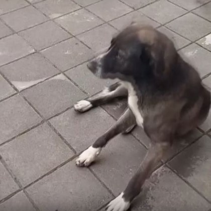 Доброволци от фондация Лапички за справедливост във Враца съобщиха са