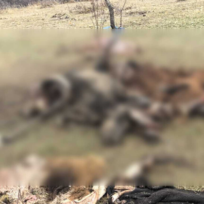 Акция на Дирекция Национален парк Централен Балкан НПЦБ и МВР