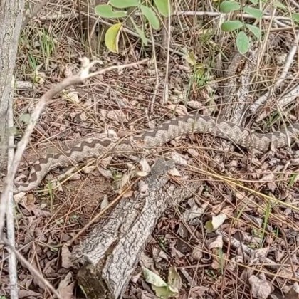 Необичайна среща с пепелянка във варненския район предизвика разнопосочни реакции