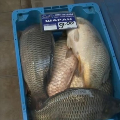 Цената на килограм Шаран е повишена в сравнение с миналата