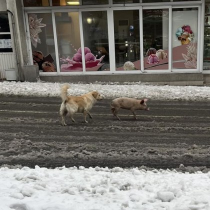 Малкият прасчо който се скита от близо седмица в Благоевград