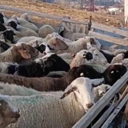 100 са достоверни резултатите от пробите взети от заразените стада