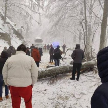 На Петрохан силният вятър тази нощ е съборил три дървета