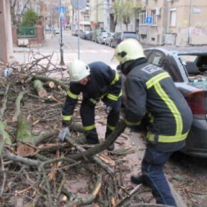 Дърво се стовари върху коли и прозорец в Русе по