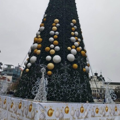 Коледната елха която ще бъде запалена тази вечер не е