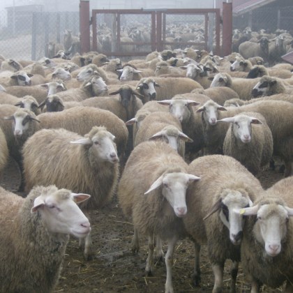 Десетки овце в Сливенско са умъртвени заради шарка Животновъди от