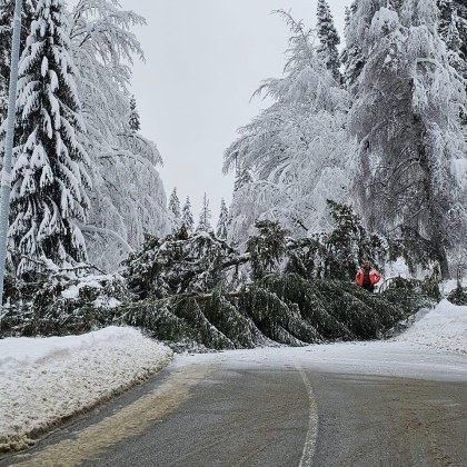 Голям бор се е стоварил на пътя преди Пампорово За