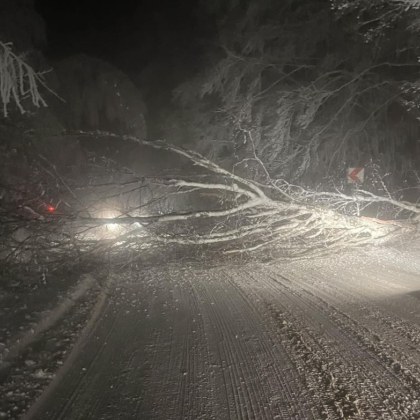 Проходът Петрохан е затворен изцяло за движение Причината са паднали дървета