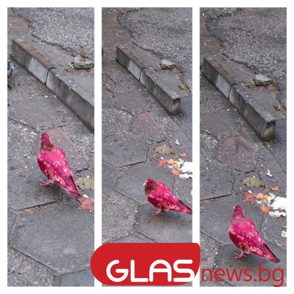 В последните дни изображенията на розов гълъб заснет на спирка