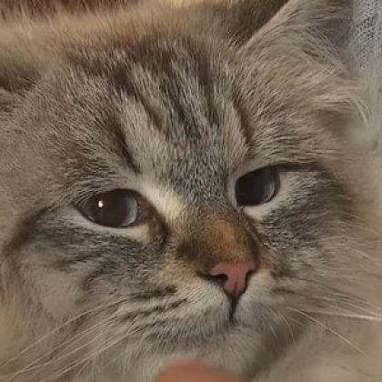 Сибирската котка на име Мир която руският президент Владимир Путин