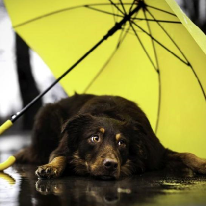 Очаква ни добър зимен сезон – с много валежи от дъжд в