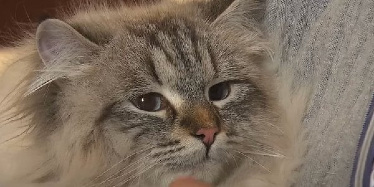 Подарък на Путин почина на 12 години в Япония