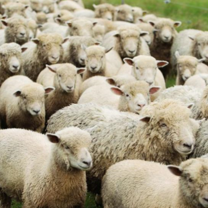 Европейската комисия настоява за незабавно прилагане на мерки за ликвидиране на констатираното огнище