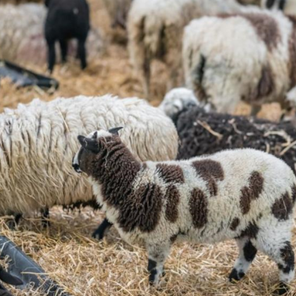 Няма признаци за чума и шарка по овцете и козите