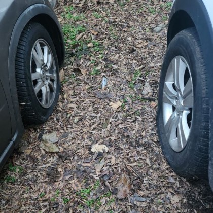 Два леки автомобила осъмнаха с нарязани гуми Случката е столичния