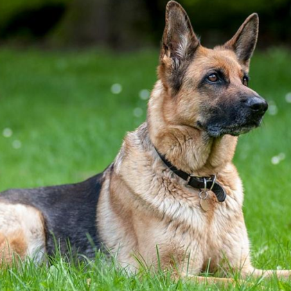 Инцидент с агресивно куче предизвика смут в столичния квартал Драгалевци