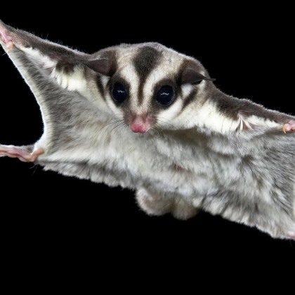 Непознато по нашите земи животинче кацна на тераса в столичния