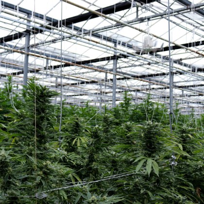 Обвиниха трима мъже за отглеждане на растения от рода на конопа