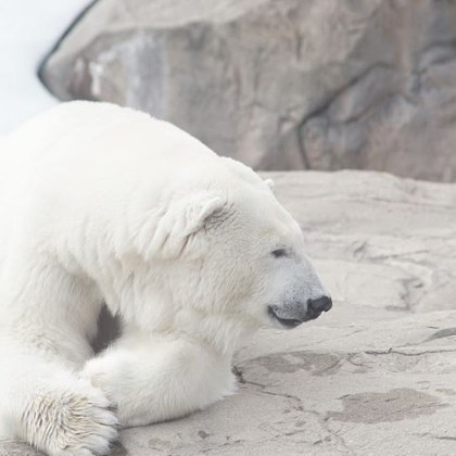 Запиши сеМъж в далечния север на Канада скочил върху бяла