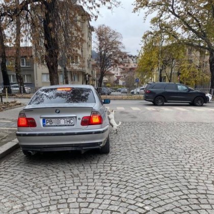 Мъж е изоставил домашния си любимец на улицата в Пловдив