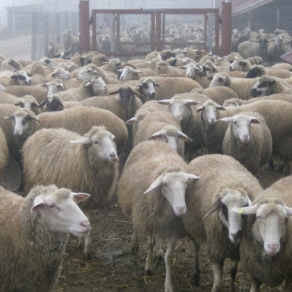 Животновъдите от Велинград са удовлетворени от решението на министерството на