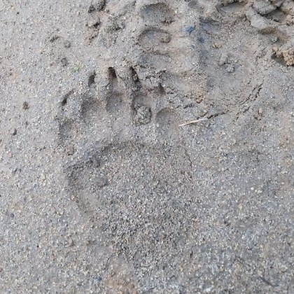 В околностите на Самоков любители на природата заснеха следи които