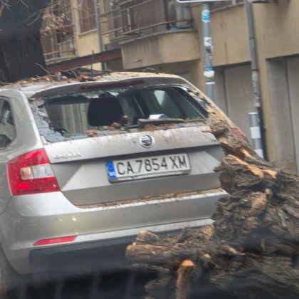 Инцидент в центъра на столицата Дърво е рухнало и се е