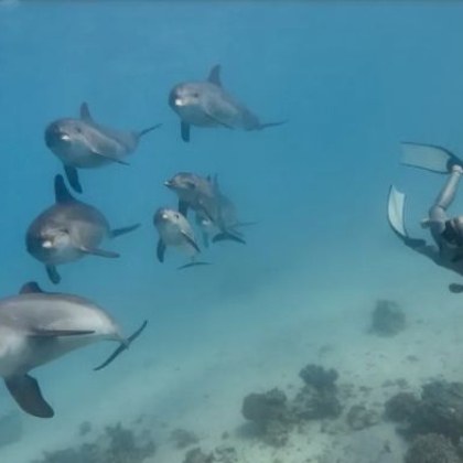 Делфините с техните усмивки и игрив характер изглеждат много дружелюбни но