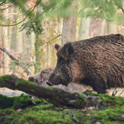 Нечакани гости изненадаха граждани в София Диви прасета са се