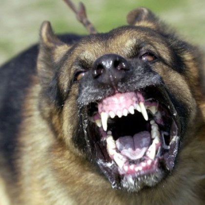 Неприятен инцидент с домашни кучета е станал в Сливен Жителка